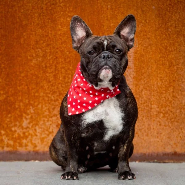 - Winter warm clothes for short-haired dogsCreature Clothes Slip On Bandana Red With White Stars