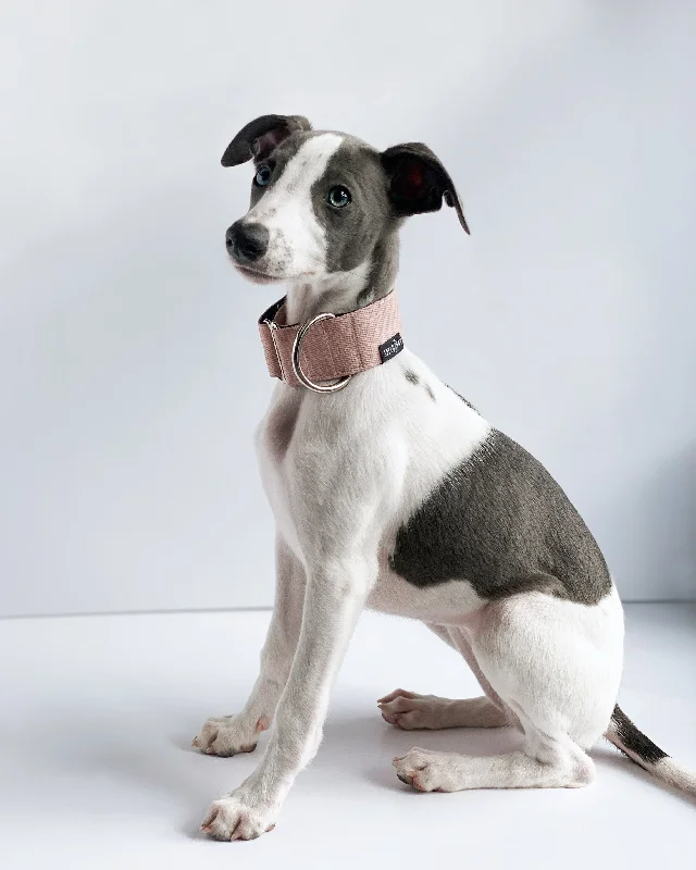 - Natural latex pet mattressTHE ROXY Dog Collar For Your Puppy