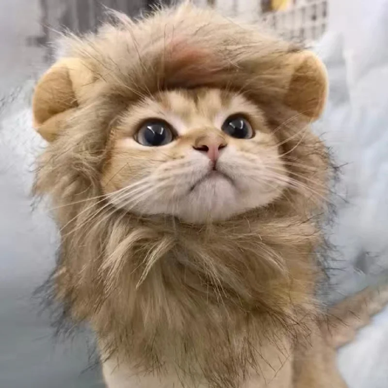 - Hamster silent running wheel to prevent chewingCozy Hat For Cats and Dogs - Lion🦁