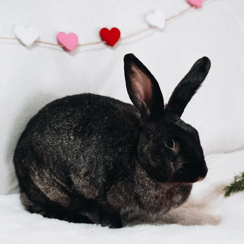 - Car dog seat beltFebruary Donation Jar: Rabbit Rescue