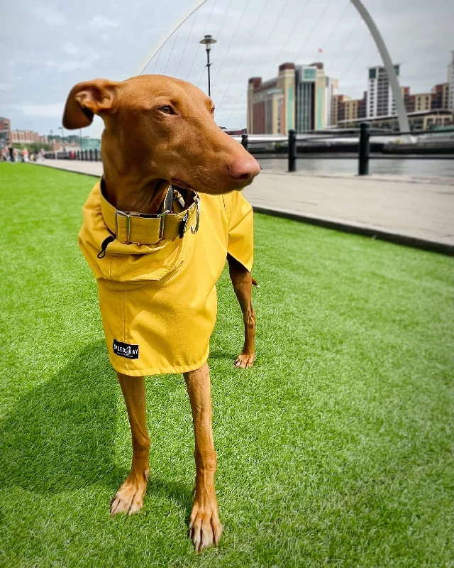 Ochre Yellow