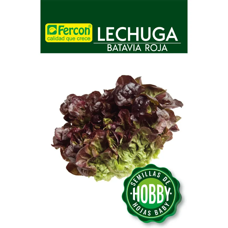 ---Lechuga Batavia Roja Semillas