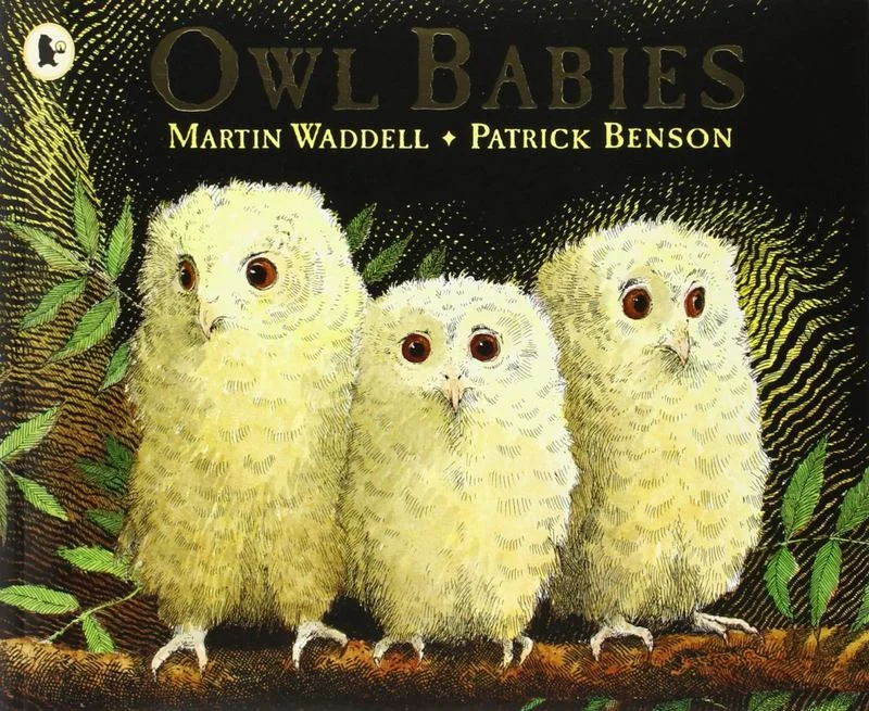 - Remote interactive pet feederOwl Babies