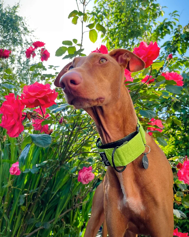 - ​​Pet toys under    yuanTHE TEGAN Martingale collar